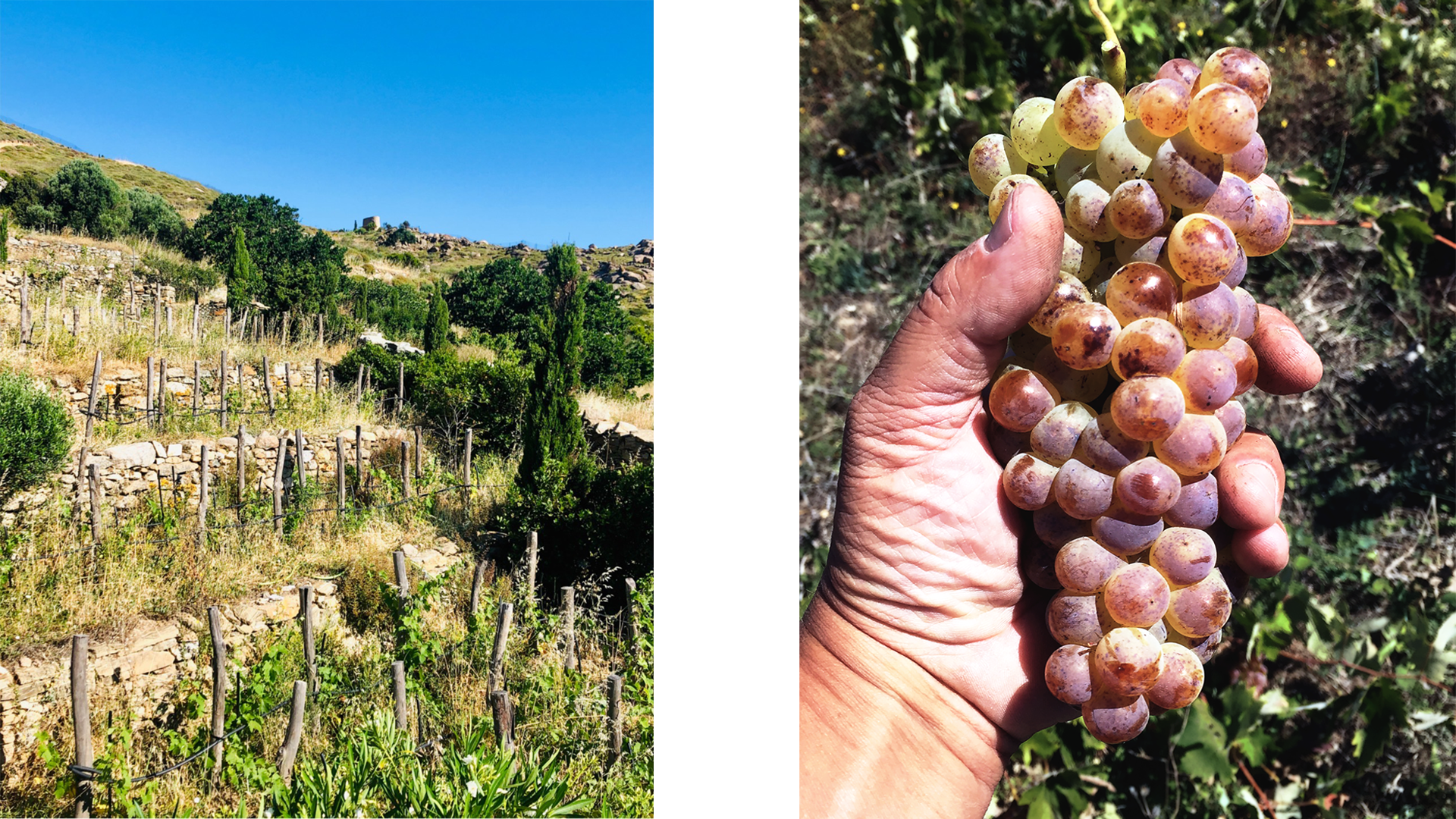 Khala dans les vignes